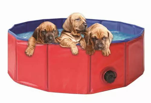 Záhradný bazén na osvieženie psov